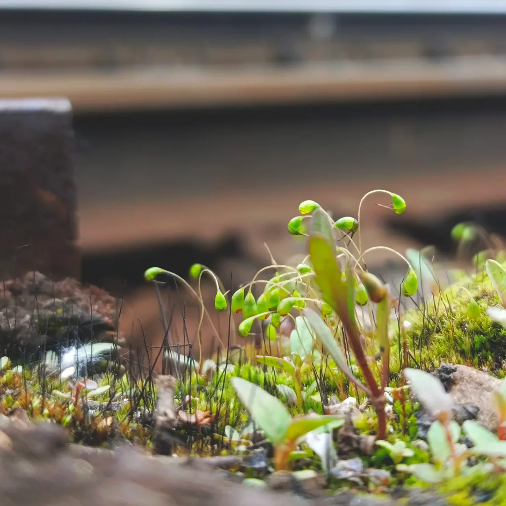 Философия мастерской TARAXACUM